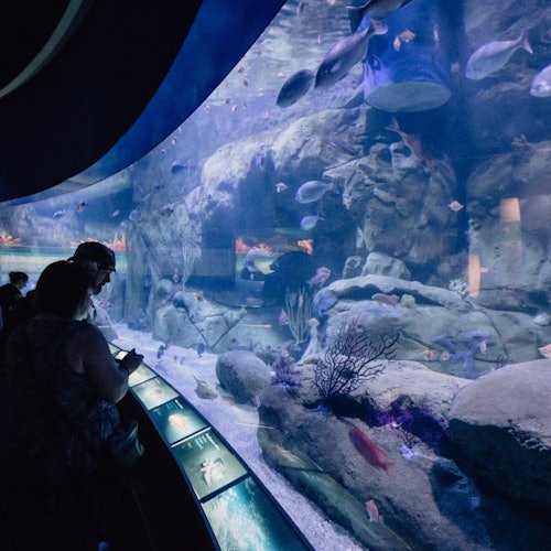 Oceanogràfic in Valencia: Admission