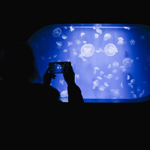 Oceanogràfic in Valencia: Admission