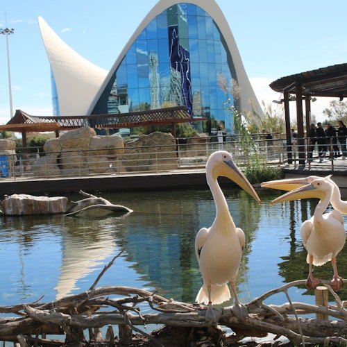 Oceanogràfic in Valencia: Admission