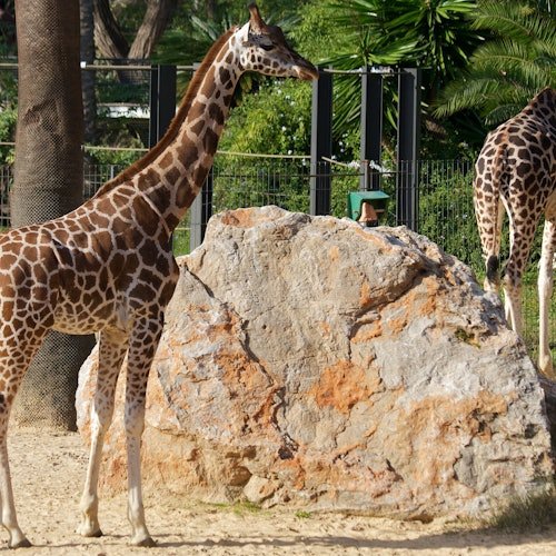 Zoo de Barcelona: Entrada sin colas