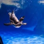 Aquarium de Barcelona: Entrada