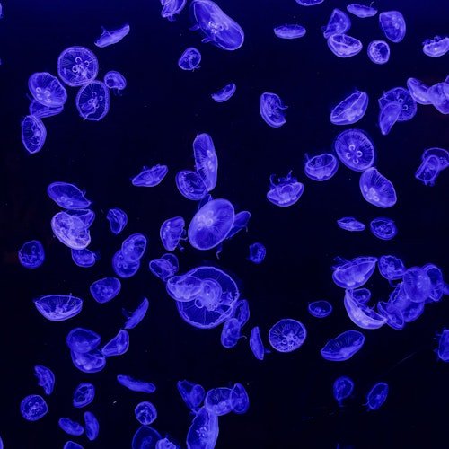 Atlantis Aquarium Madrid: Entrada