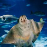 Aquarium de Barcelona: Entrada