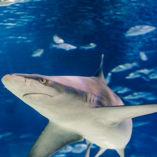 Aquarium de Barcelona: Entrada