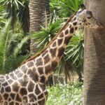 Zoo de Barcelona: Entrada sin colas
