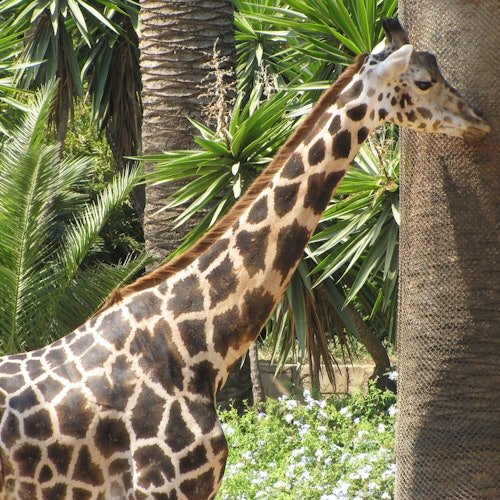 Zoo de Barcelona: Entrada sin colas
