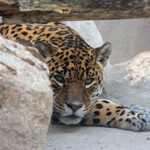 Zoo Koki: Entrada