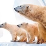 Toledo Zoo and Aquarium: Admission