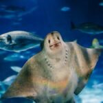 Pase Zoo de Barcelona + Acuario