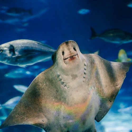 Pase Zoo de Barcelona + Acuario