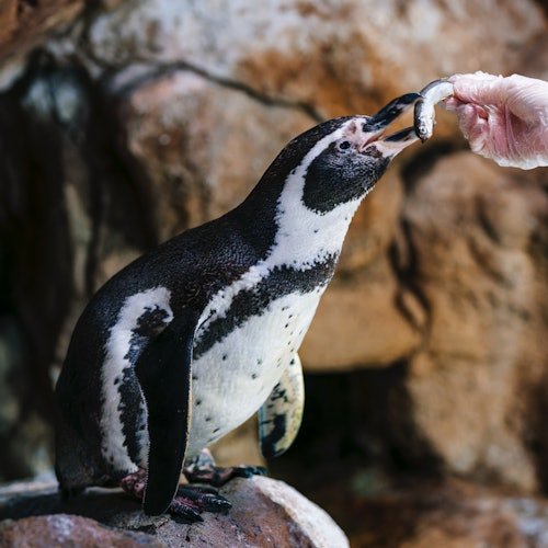 Pase Zoo de Barcelona + Acuario
