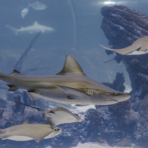 Atlantis Aquarium Madrid: Entrada