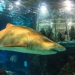 Pase Zoo de Barcelona + Acuario