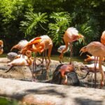 Zoo de Barcelona: Entrada sin colas