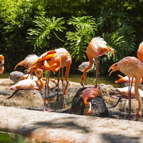 Zoo de Barcelona: Entrada sin colas