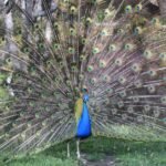 Zoo de Barcelona: Entrada sin colas