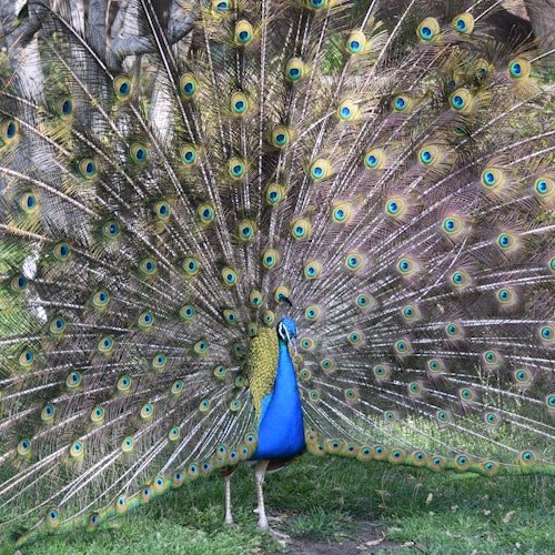 Zoo de Barcelona: Entrada sin colas