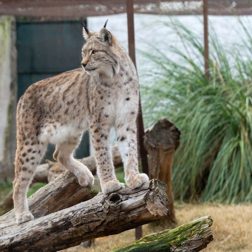 Zoo Koki: Entrada