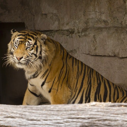 Zoo de Barcelona: Entrada sin colas