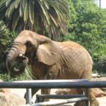 Zoo de Barcelona: Entrada sin colas