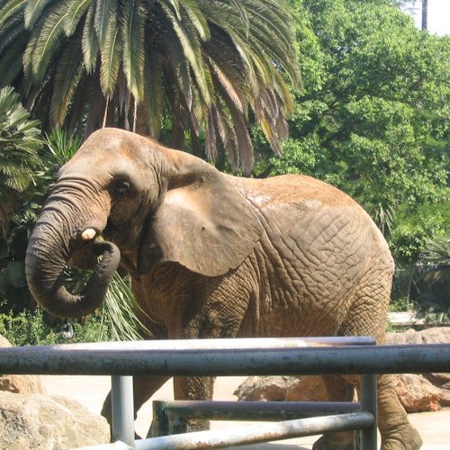 Zoo de Barcelona: Entrada sin colas