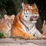 Toledo Zoo and Aquarium: Admission