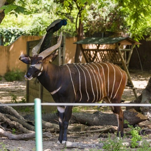 Zoo de Barcelona: Entrada sin colas