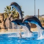 Marineland Catalunya: Entrada sin colas