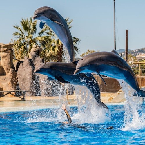 Marineland Catalunya: Entrada sin colas
