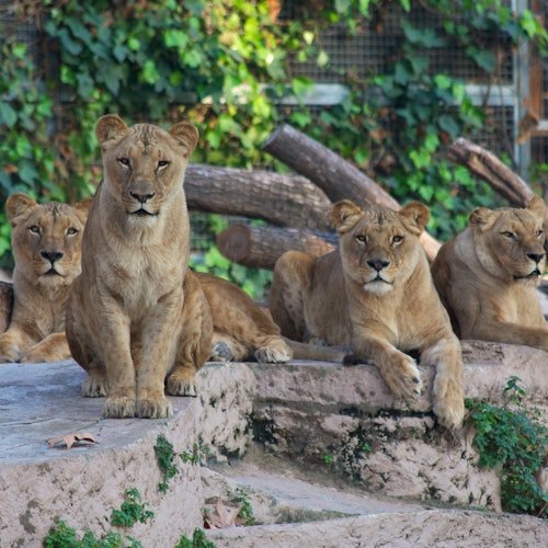 Zoo de Barcelona: Entrada sin colas