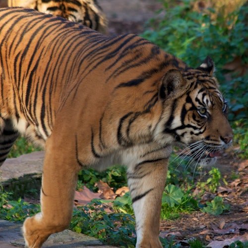 Zoo de Barcelona: Entrada sin colas