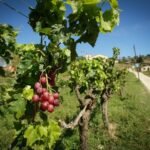 Excursión de Medio Día por Barcelona: E-Bike, Visita a Viñedos, Cata de Vinos y Vela