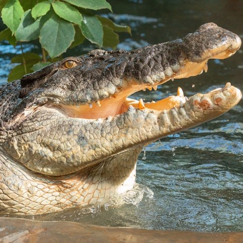 Toledo Zoo and Aquarium: Admission