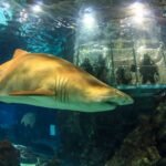 Aquarium de Barcelona: Billete Flexi
