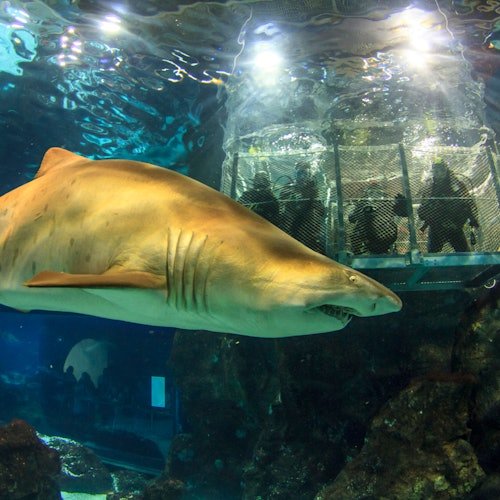 Aquarium de Barcelona: Billete Flexi
