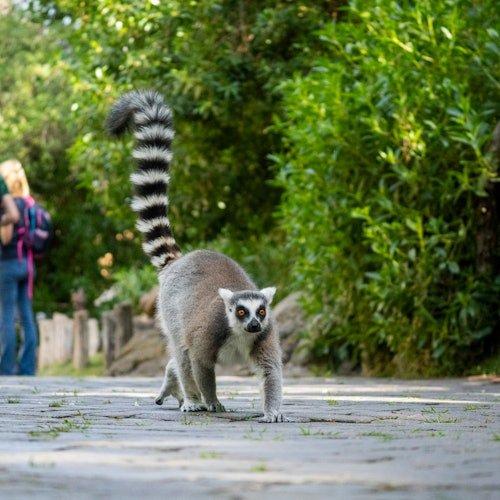 Bioparc Valencia: Entrada de acceso rápido