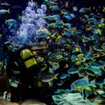 Oceanogràfic y Museo de las Ciencias: Entrada