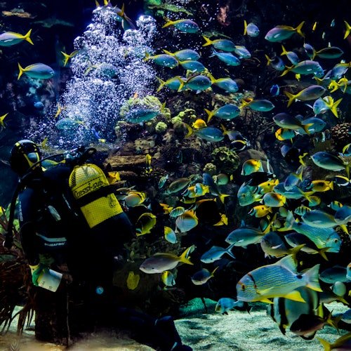 Oceanogràfic y Museo de las Ciencias: Entrada