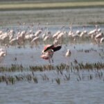 Parque Nacional de Doñana y El Rocío: Excursión de un día desde Sevilla