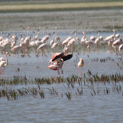 Parque Nacional de Doñana y El Rocío: Excursión de un día desde Sevilla
