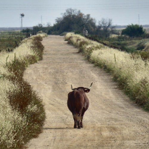 Parque Nacional de Doñana y El Rocío: Excursión de un día desde Sevilla