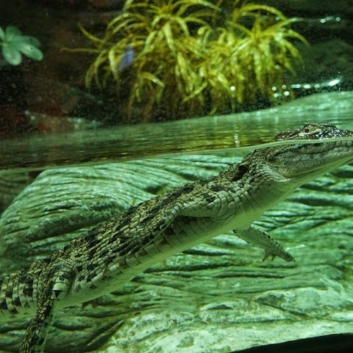 Acuario de Sevilla: Entrada