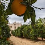 Huerto Ribera: Visita guiada a un huerto de naranjos desde Valencia + degustación gastronómica