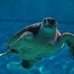 Acuario de Sevilla: Entrada