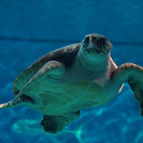 Acuario de Sevilla: Entrada