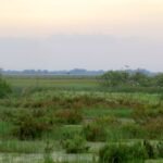 Parque Nacional de Doñana y El Rocío: Excursión de un día desde Sevilla