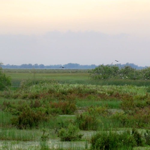 Parque Nacional de Doñana y El Rocío: Excursión de un día desde Sevilla
