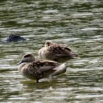 Parque Nacional de Doñana y El Rocío: Excursión de un día desde Sevilla