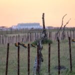 Parque Nacional de Doñana y El Rocío: Excursión de un día desde Sevilla