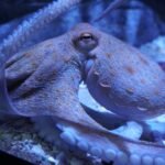 Acuario de Sevilla: Entrada